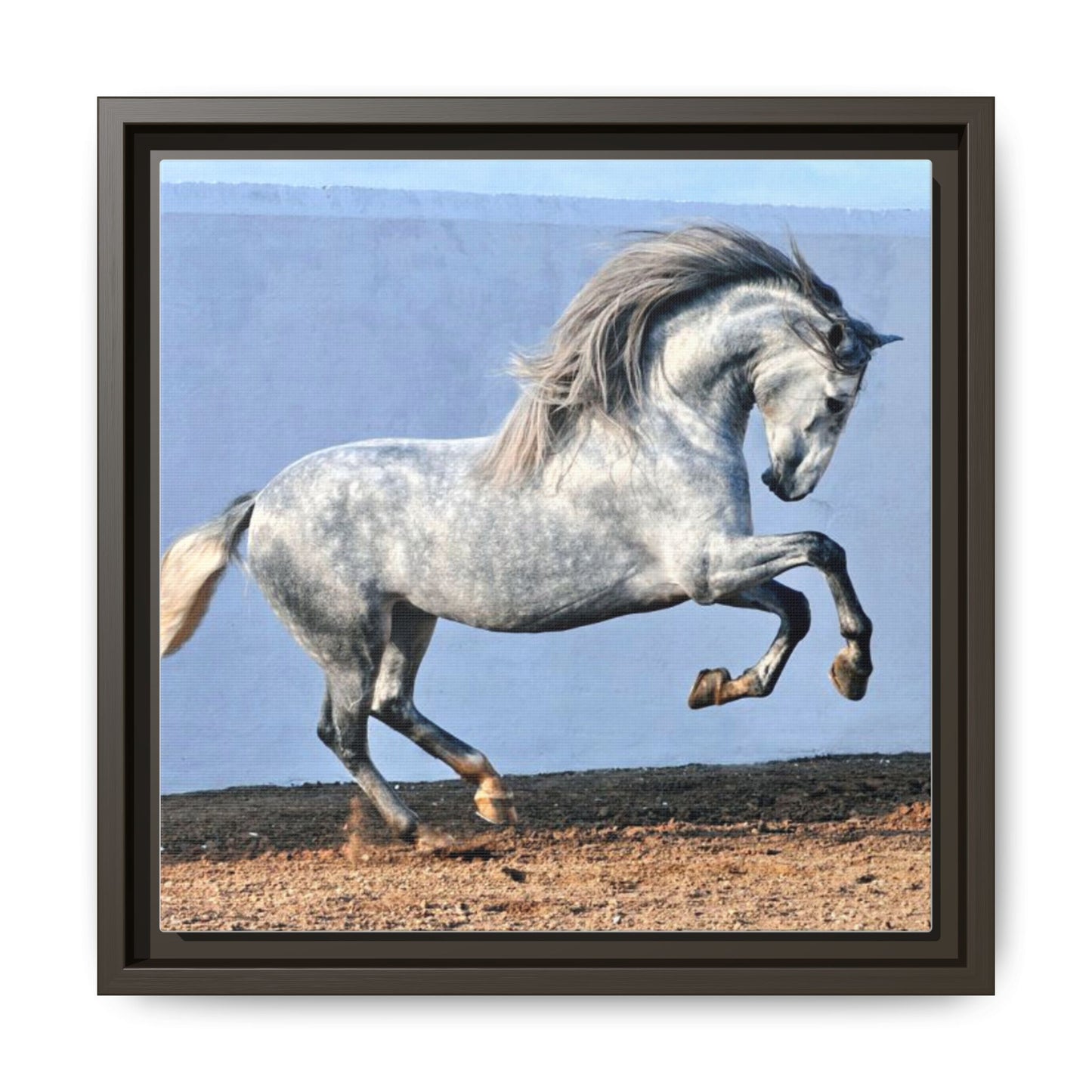 Canvas Print - Andalusian Stallion in Spirited Play