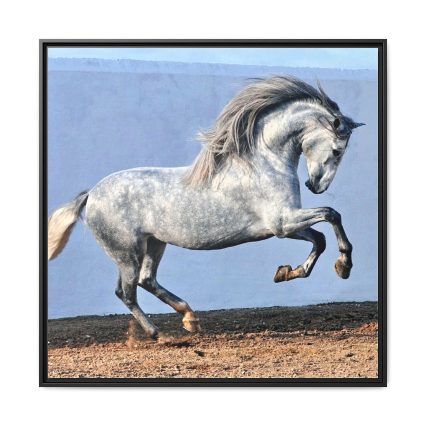 Canvas Print - Andalusian Stallion in Spirited Play