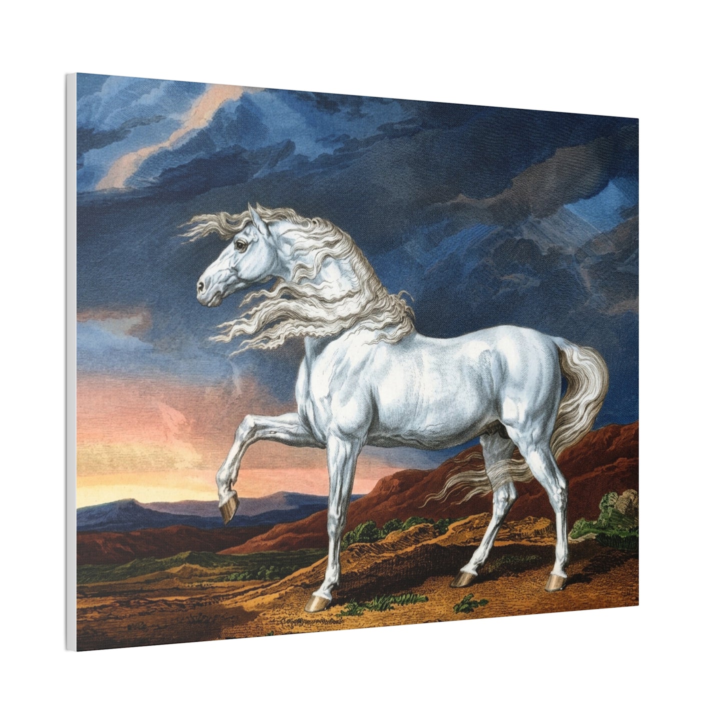 Adonis White Horse Canvas Print — Windswept Equestrian Wall Art