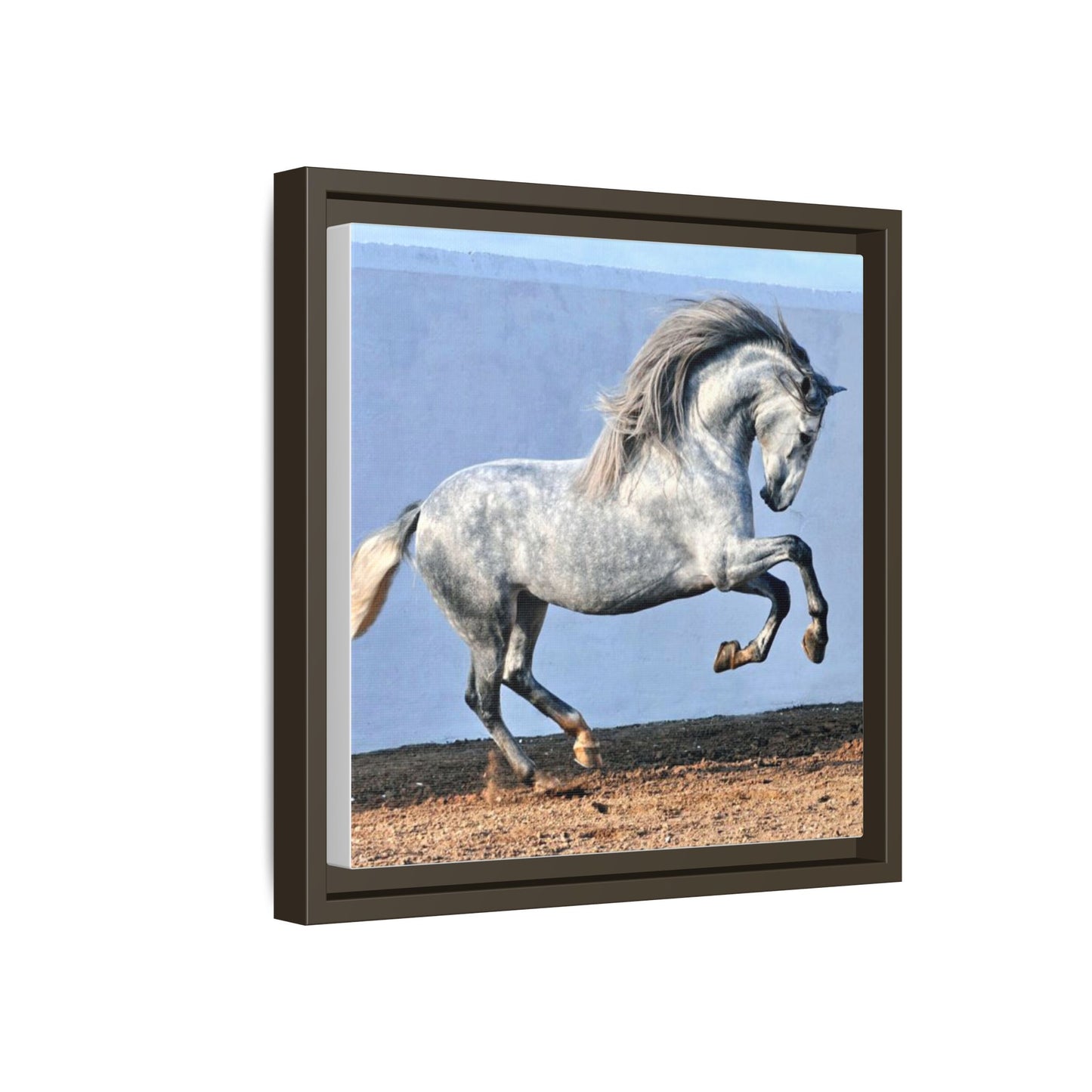 Canvas Print - Andalusian Stallion in Spirited Play