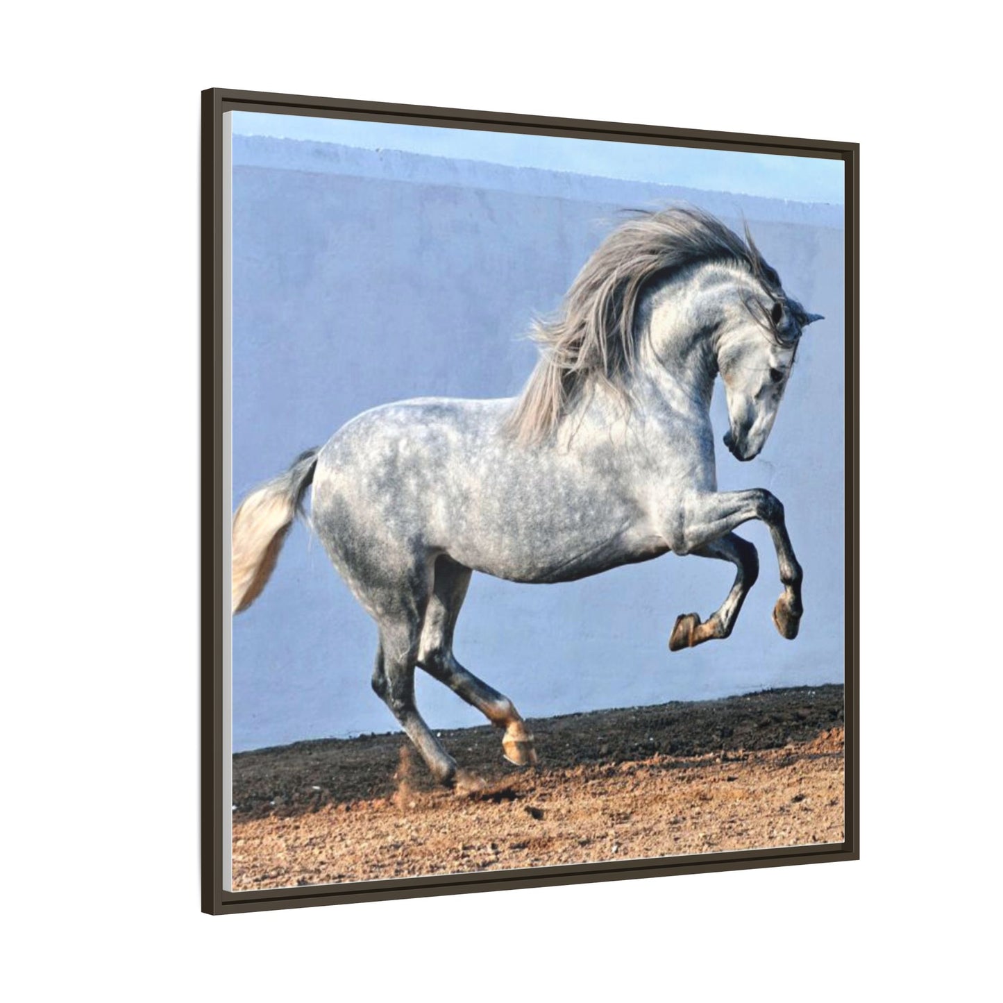 Canvas Print - Andalusian Stallion in Spirited Play