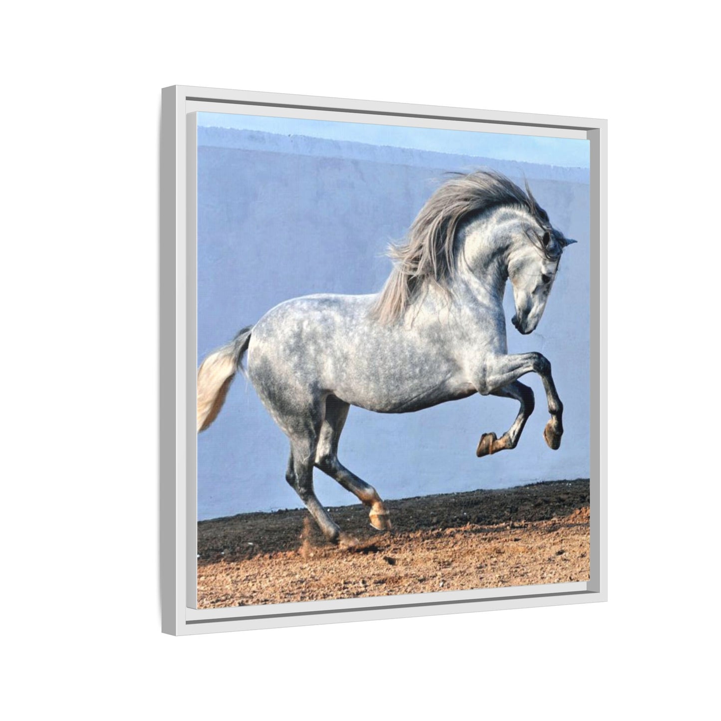 Canvas Print - Andalusian Stallion in Spirited Play