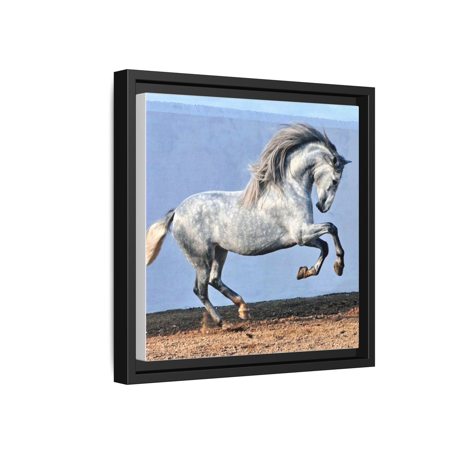 Canvas Print - Andalusian Stallion in Spirited Play