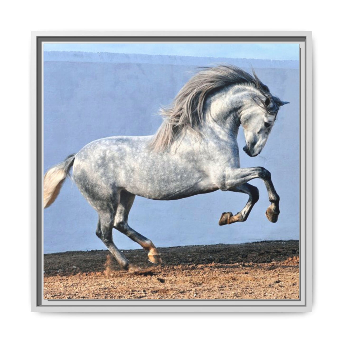 Canvas Print - Andalusian Stallion in Spirited Play