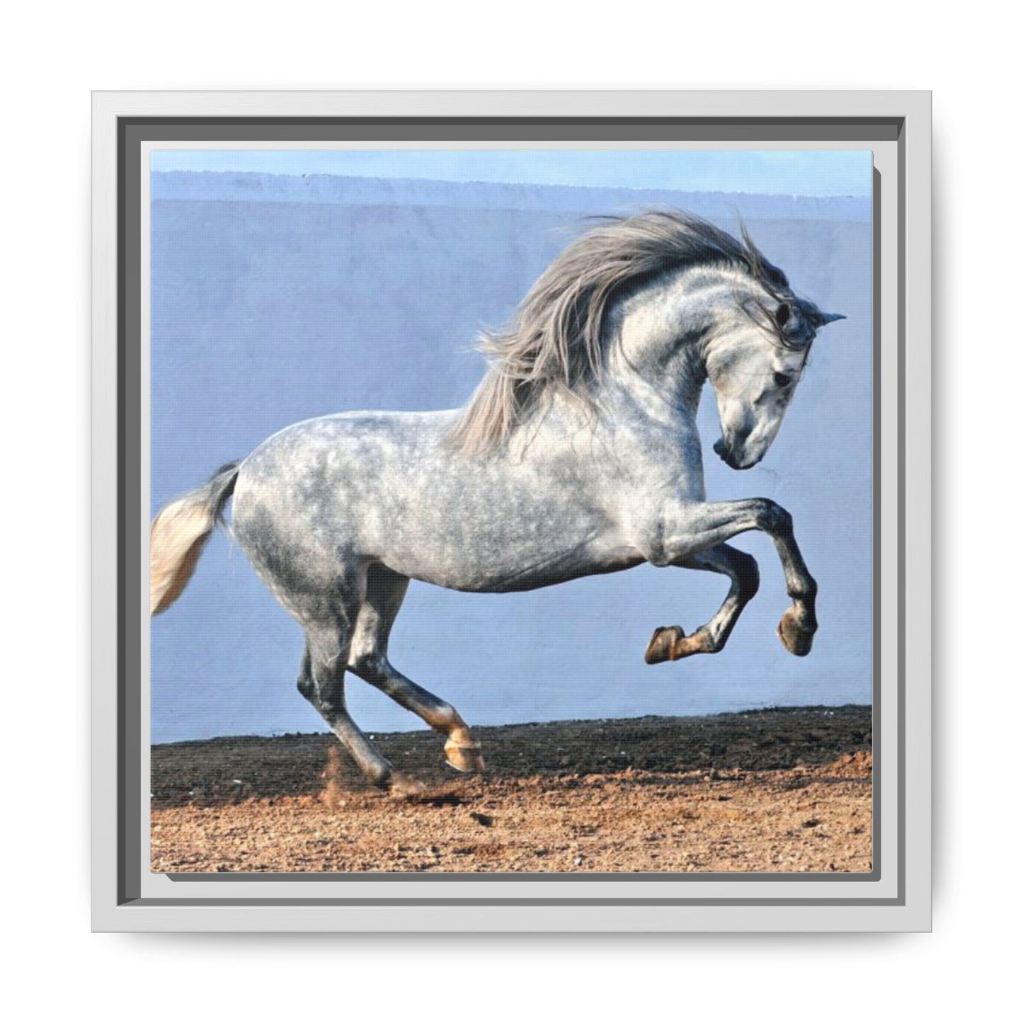 Canvas Print - Andalusian Stallion in Spirited Play