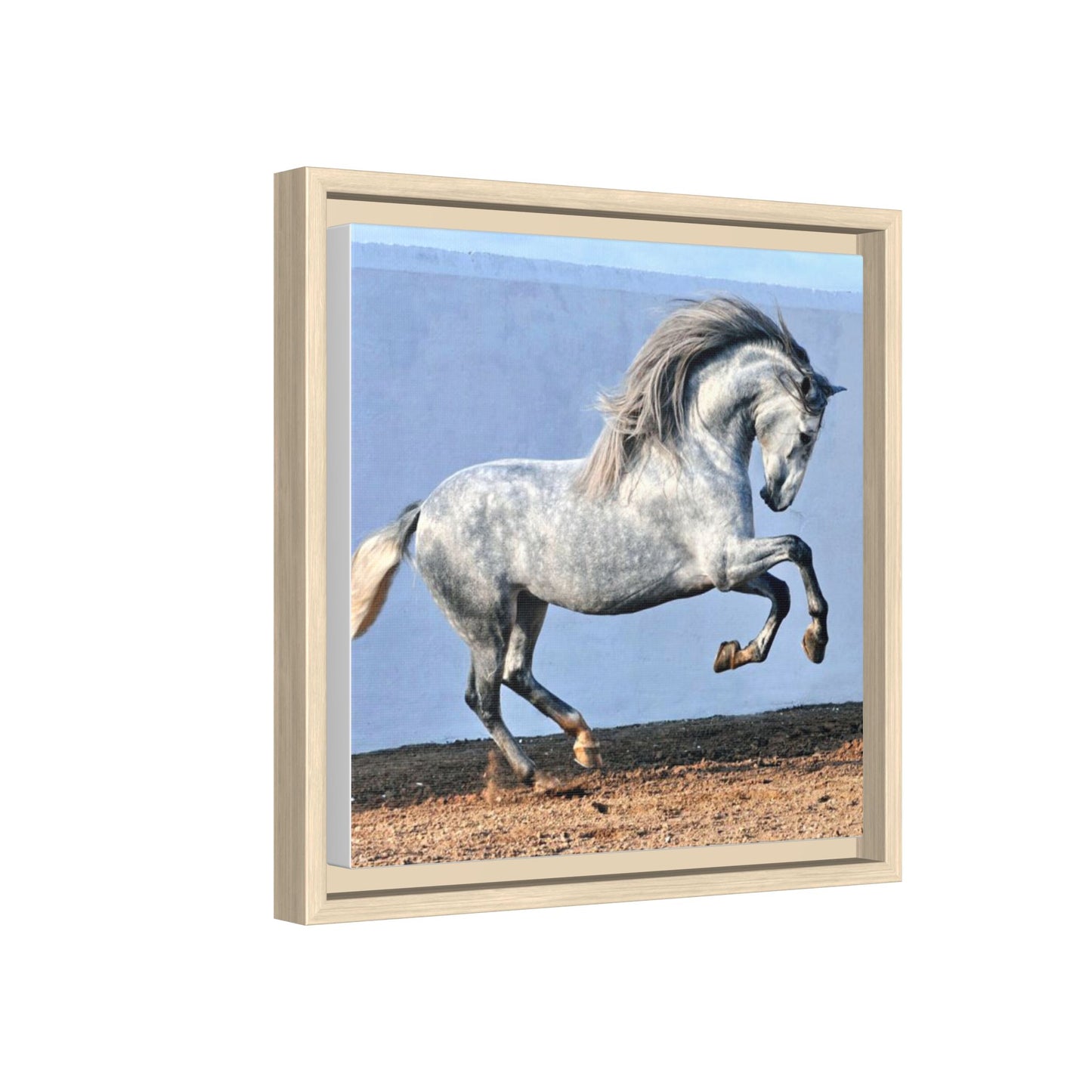 Canvas Print - Andalusian Stallion in Spirited Play