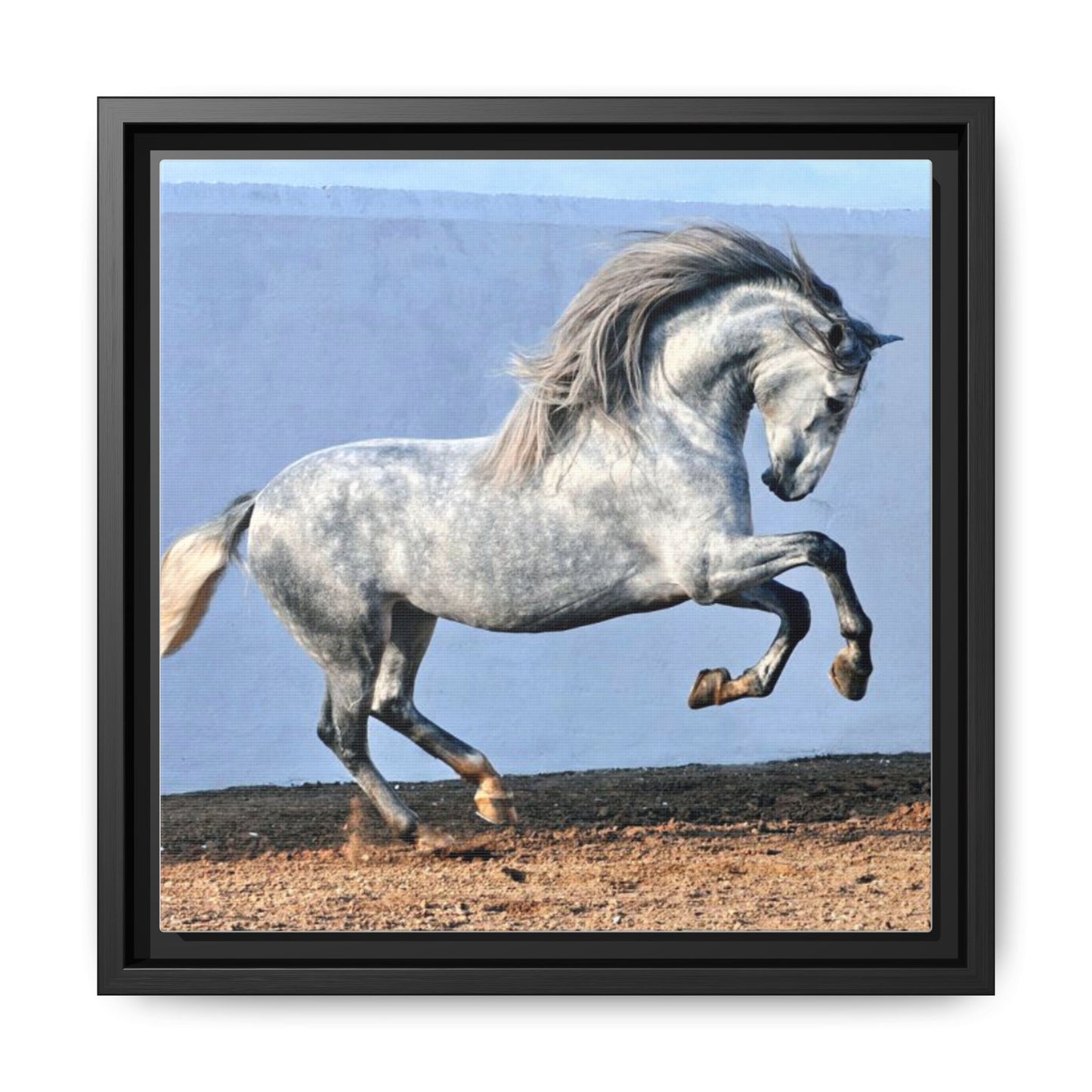 Canvas Print - Andalusian Stallion in Spirited Play