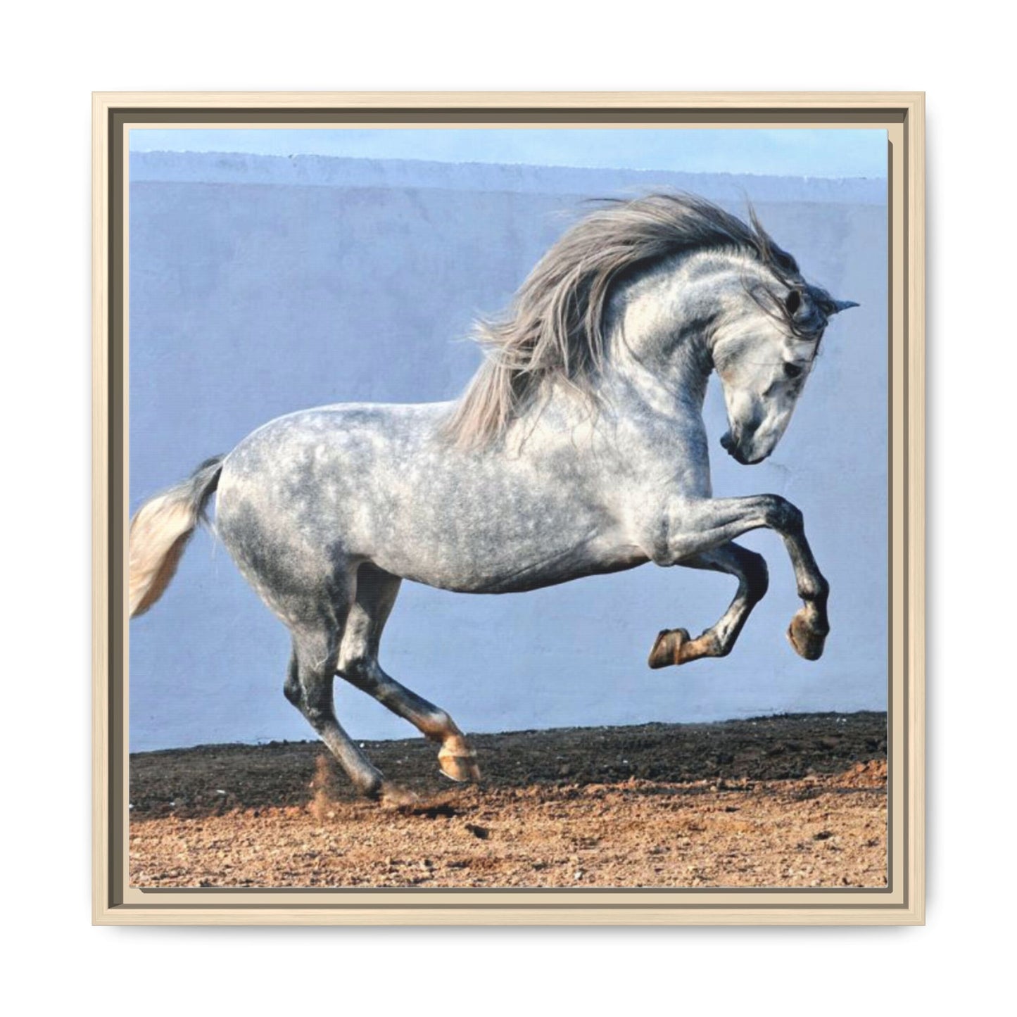 Canvas Print - Andalusian Stallion in Spirited Play