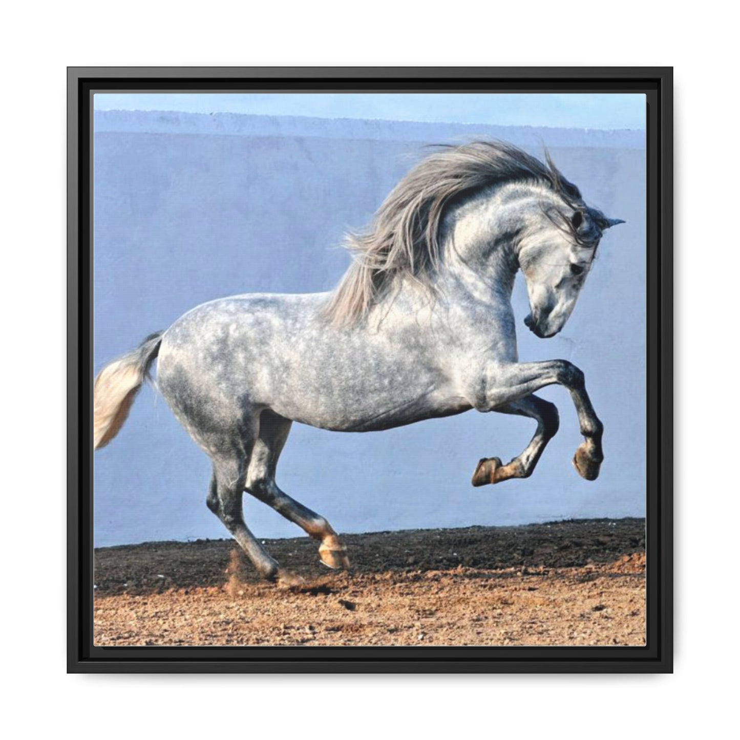 Canvas Print - Andalusian Stallion in Spirited Play