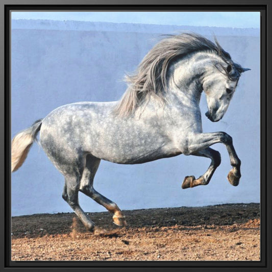 Canvas Print - Andalusian Stallion in Spirited Play