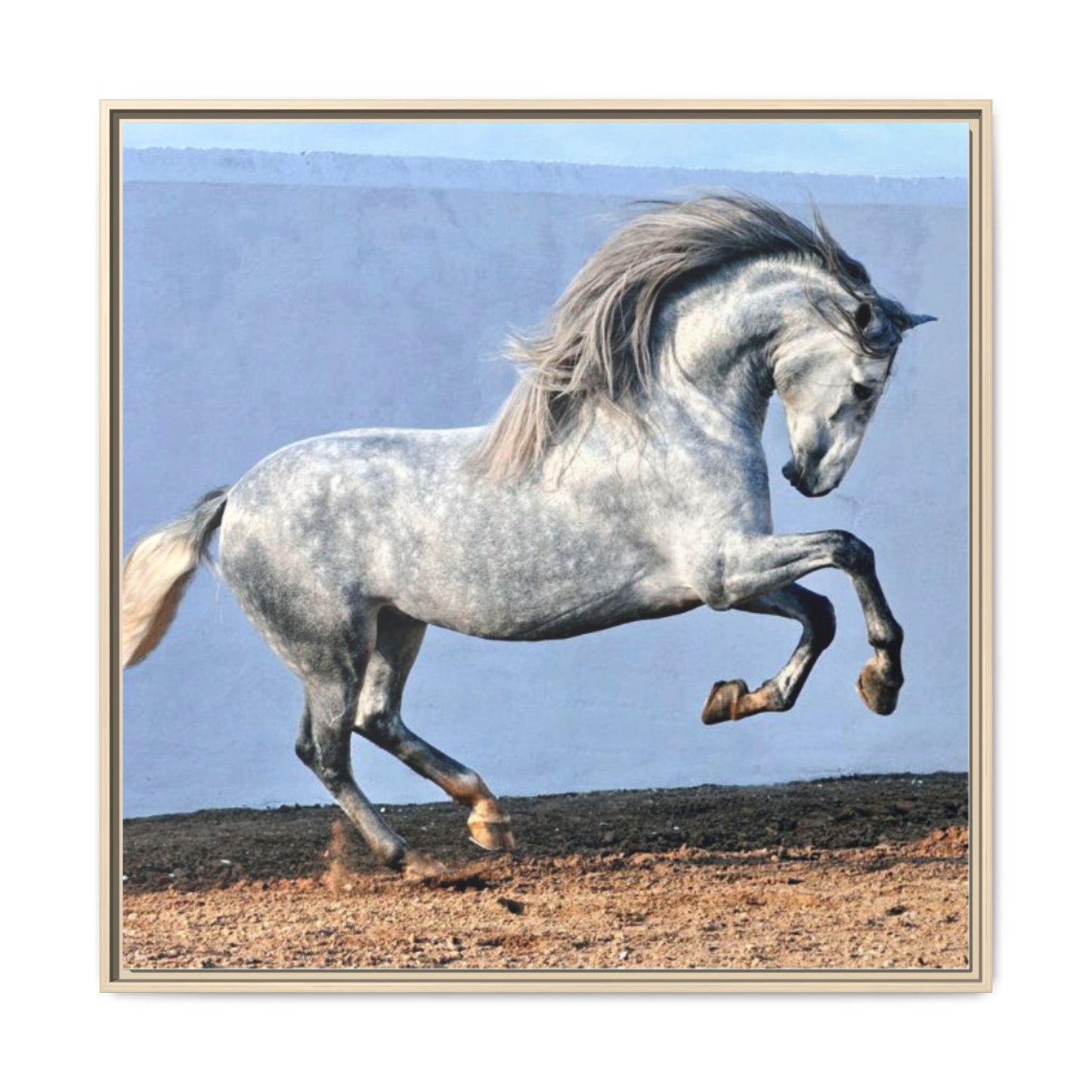 Canvas Print - Andalusian Stallion in Spirited Play
