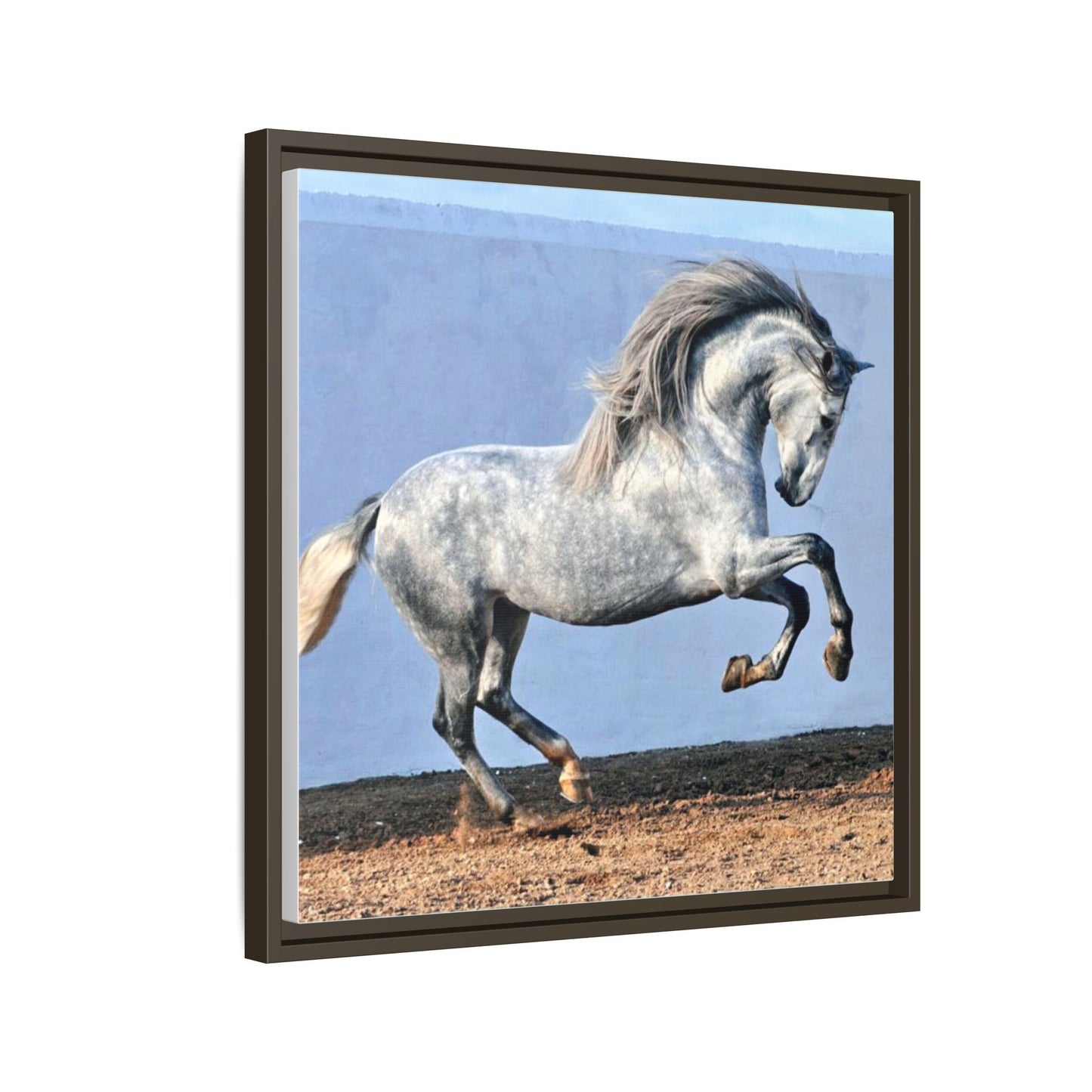 Canvas Print - Andalusian Stallion in Spirited Play