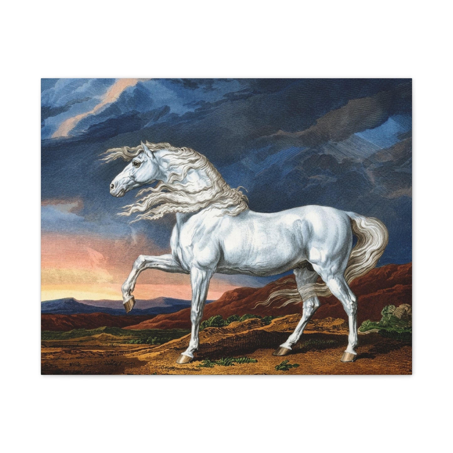 Adonis White Horse Canvas Print — Windswept Equestrian Wall Art