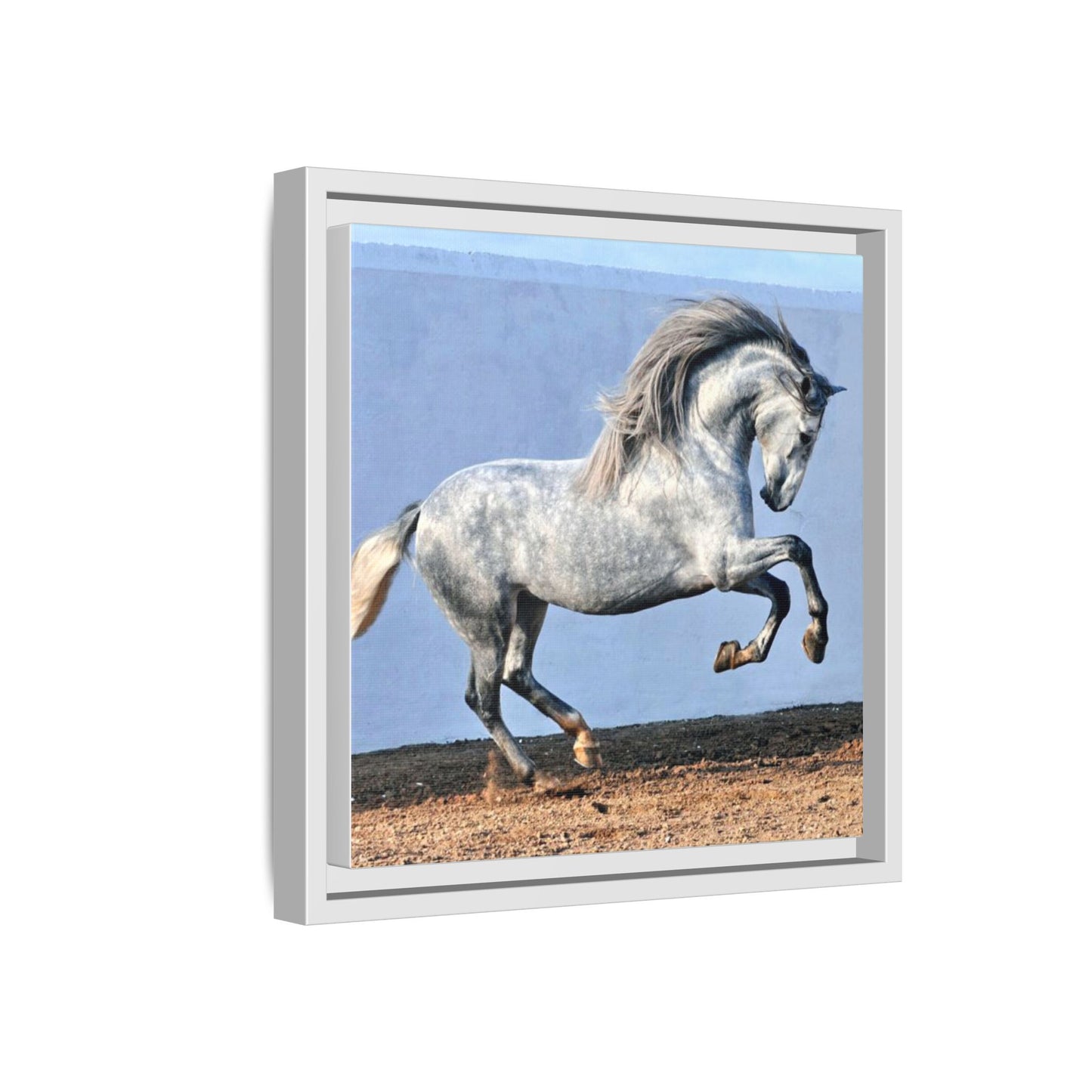 Canvas Print - Andalusian Stallion in Spirited Play