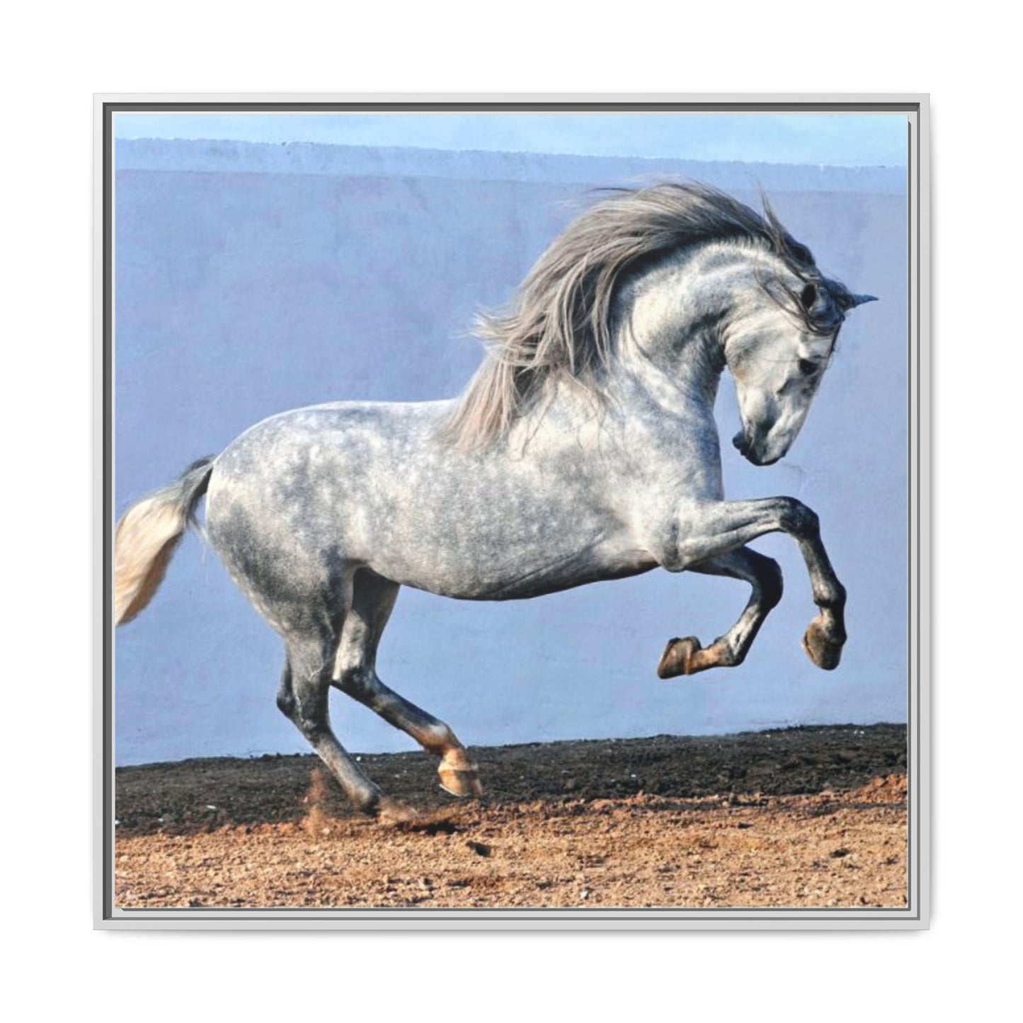 Canvas Print - Andalusian Stallion in Spirited Play
