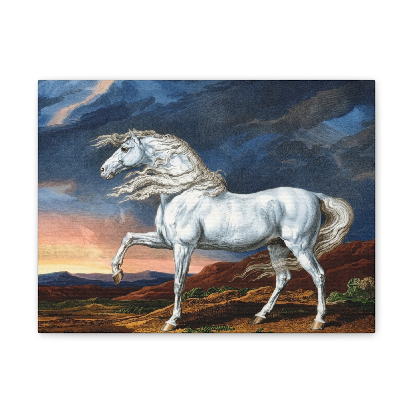 Adonis White Horse Canvas Print — Windswept Equestrian Wall Art