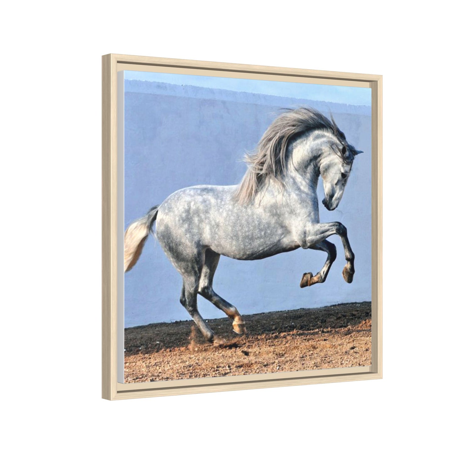 Canvas Print - Andalusian Stallion in Spirited Play