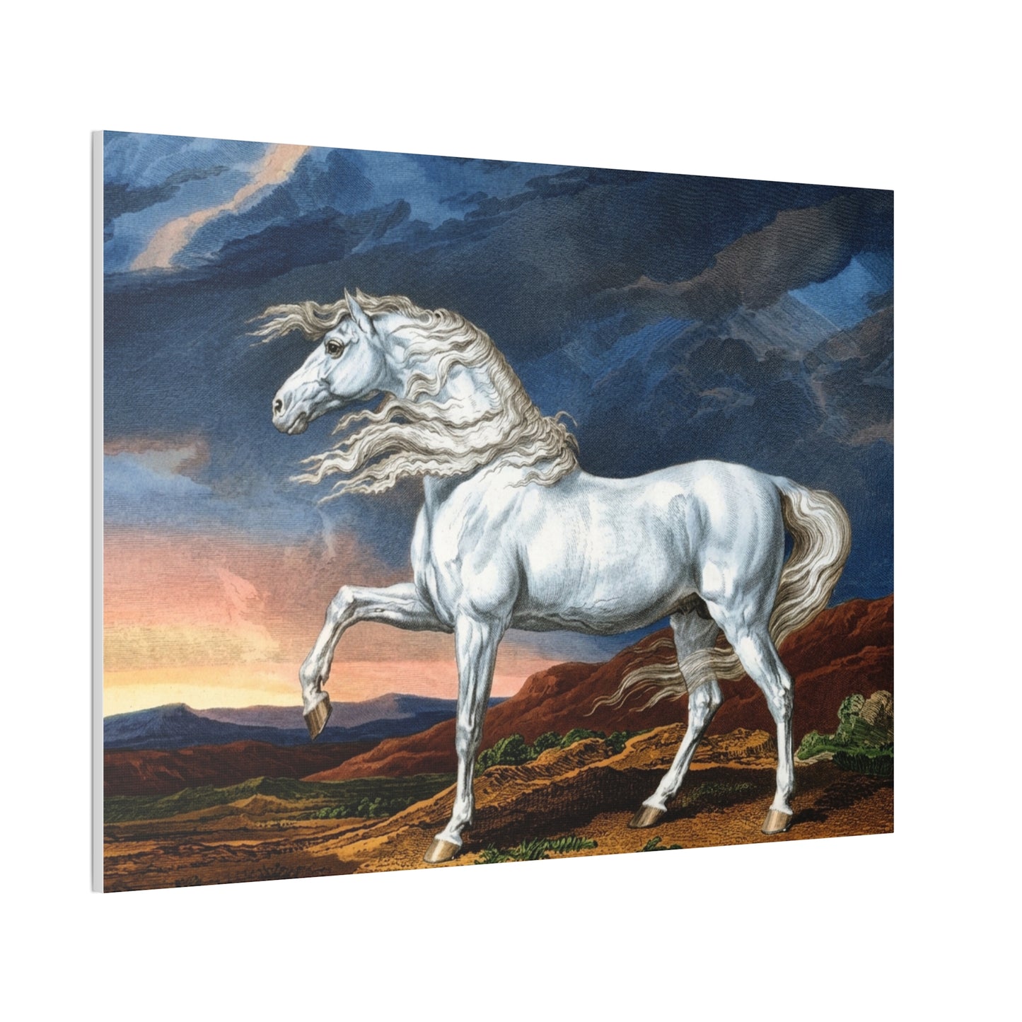 Adonis White Horse Canvas Print — Windswept Equestrian Wall Art