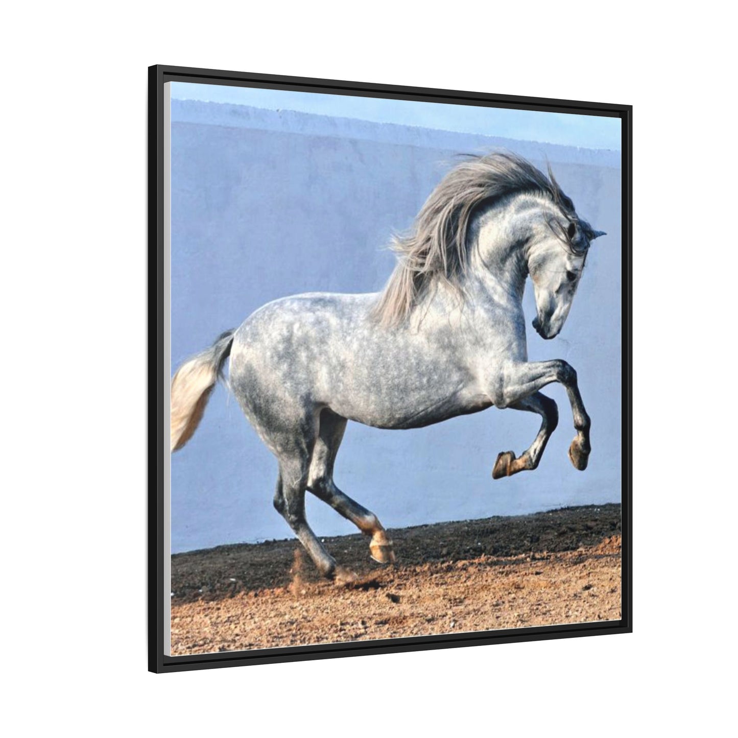Canvas Print - Andalusian Stallion in Spirited Play
