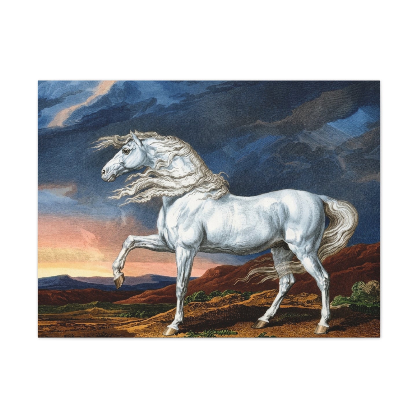 Adonis White Horse Canvas Print — Windswept Equestrian Wall Art