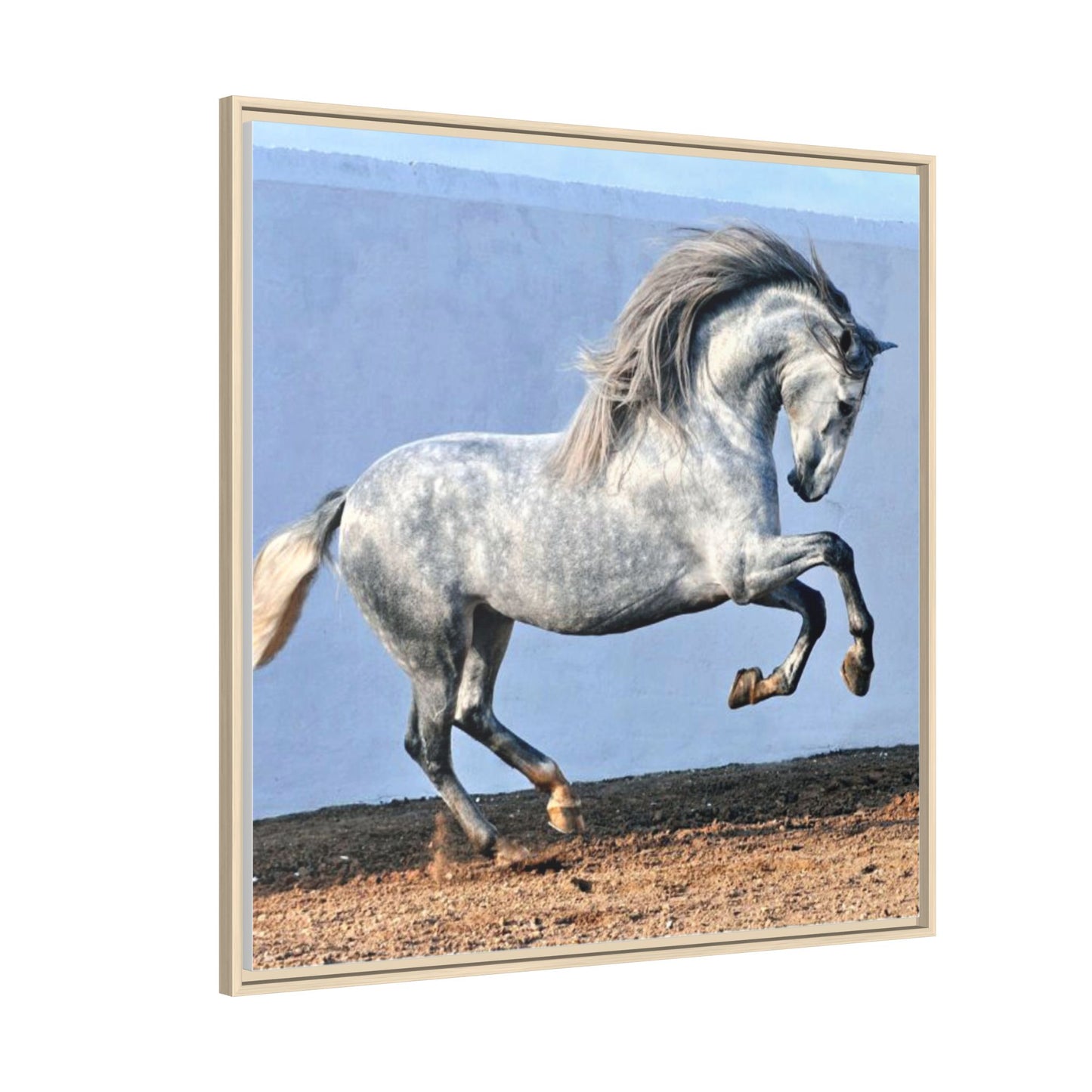 Canvas Print - Andalusian Stallion in Spirited Play
